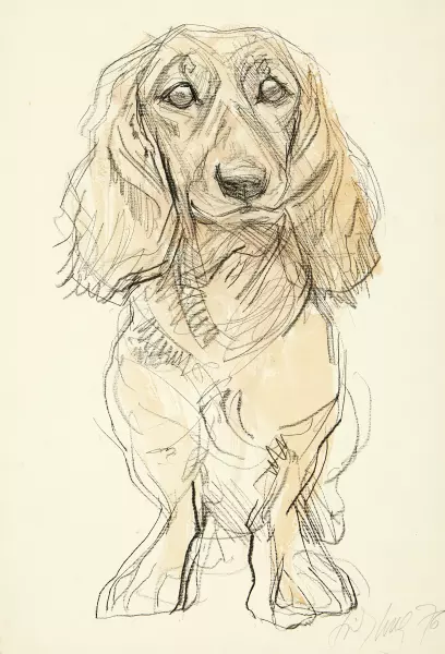 Dachshund