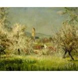 Blühende Kirschbäume in Gelterkinden