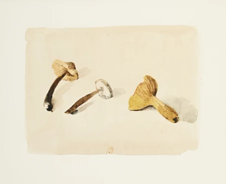 Champignons