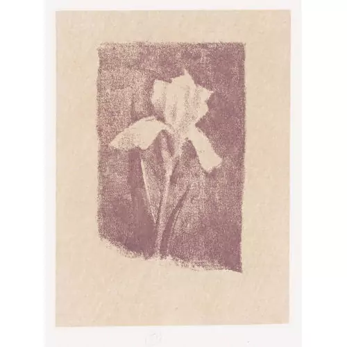 "Iris violet"