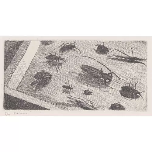 "Boîte de Coléoptères I"