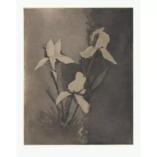 "Nature morte aux Iris"