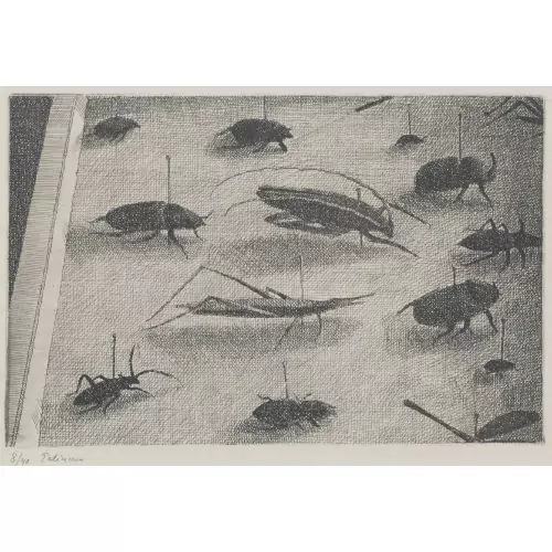 "Boîte de Coléoptères II"