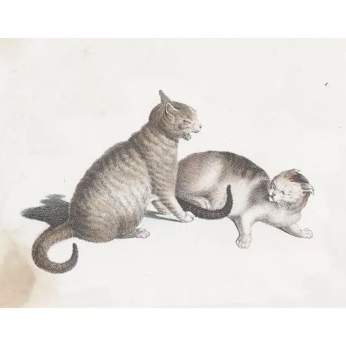 GOTTFRIED MIND — Zwei Katzen.