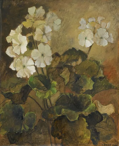 Primevères blanches