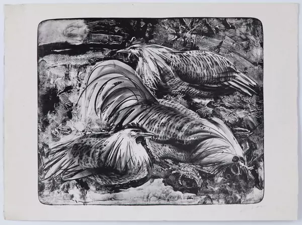 Poules
