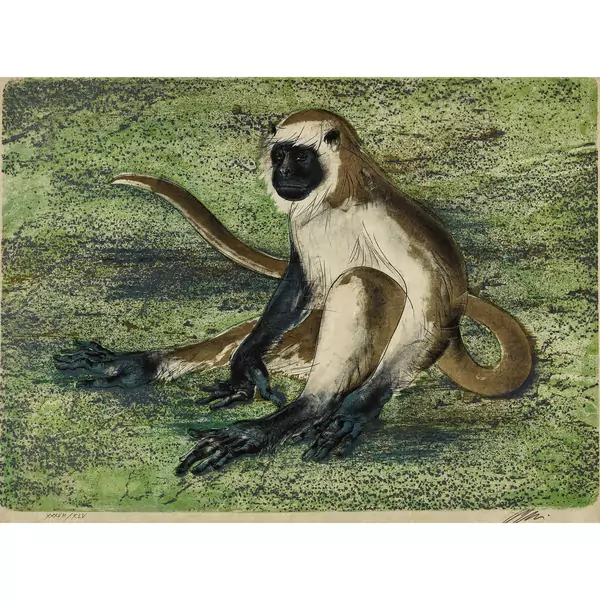 "Langur"