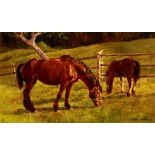 Pferd mit Fohlen auf der Weide
