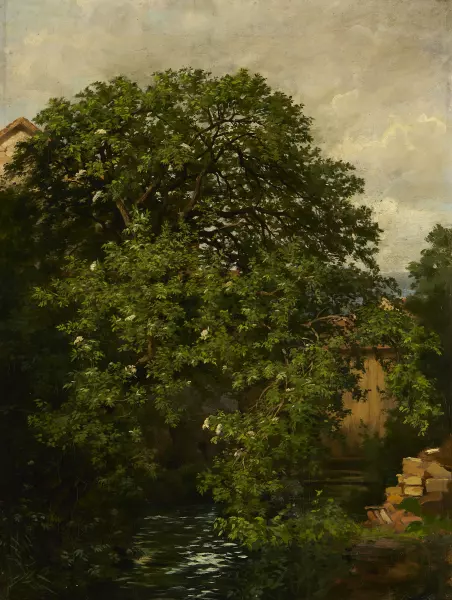 Holunderbusch