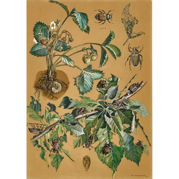 Hans Rudolf Schwarzenbach — Maikäfer.