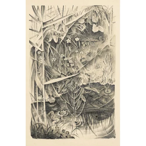 Hans Rudolf Schwarzenbach — Frosch im Wasser.