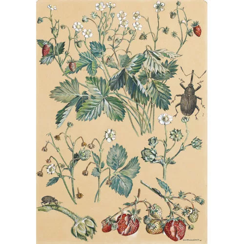 Hans Rudolf Schwarzenbach — Erdbeeren.