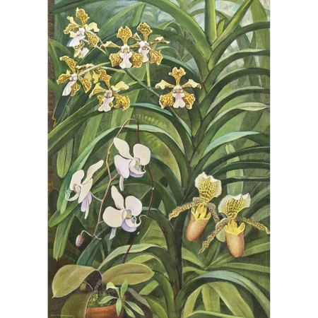 Blühende Orchideen