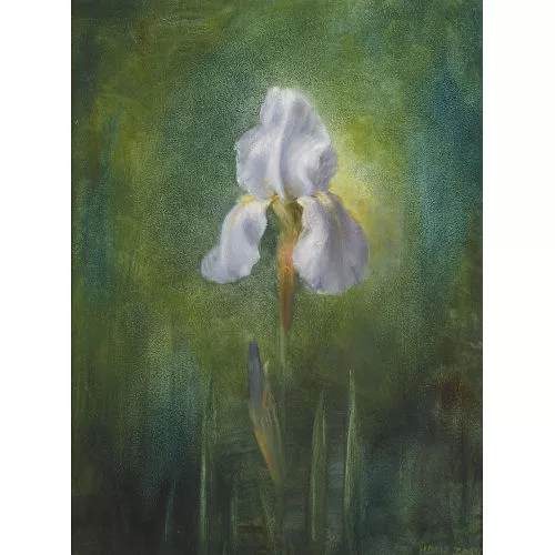 Hans Zaugg — Blühende Schwertlilie.