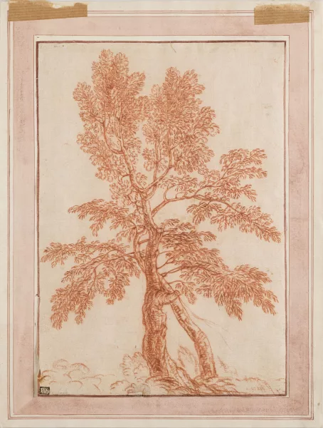 Antoine Watteau — Cercle de Jean-Antoine Watteau — Étude d’arbres