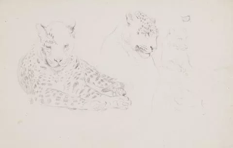 Johann Heinrich Wilhelm Tischbein — Drei Tierzeichnungen: Studie zu einem Leoparden Studie zu einer Hyäne Schreitender Tiger