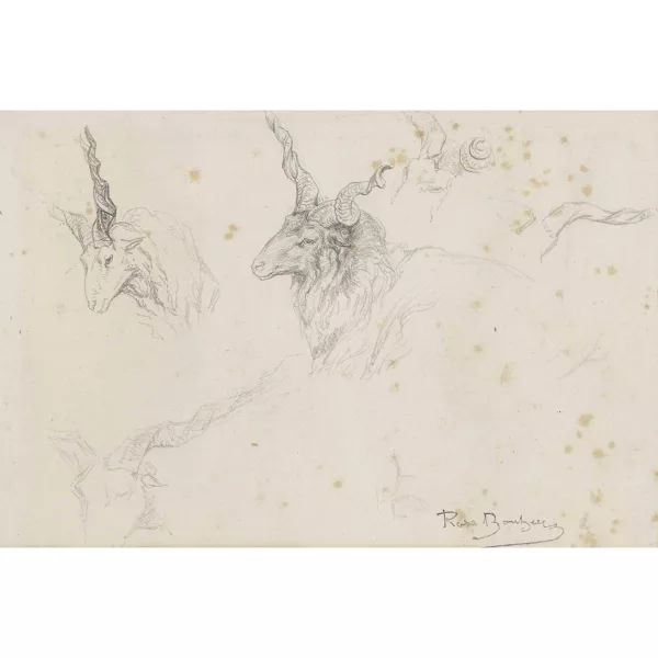 Rosa Bonheur — Étude de têtes de bélier.