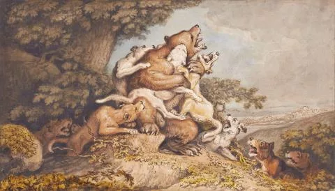 Johann Heinrich Wilhelm Tischbein — Jagdhunde greifen einen Bären an Dazu: Kreideskizze, Jagdhund greift einen Bären an
