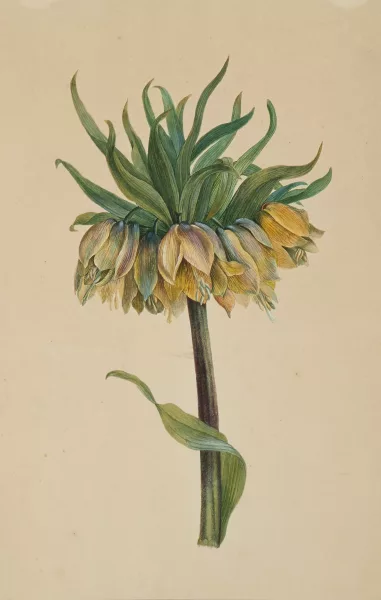Caroline Friederike Friedrich — Kaiserkrone