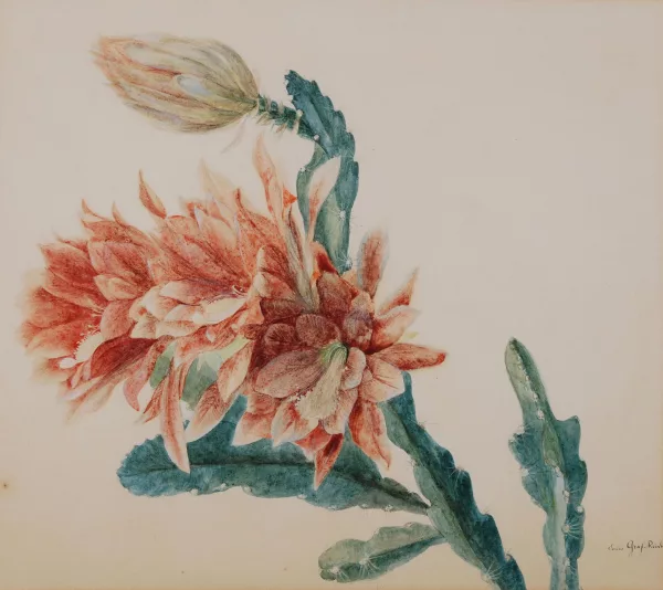 Anna Emilia Graf-Reinhart — Cactus blossom