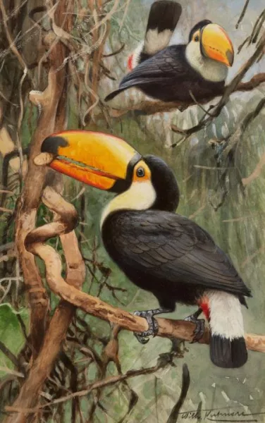 Friedrich Wilhelm Kuhnert — Tukane