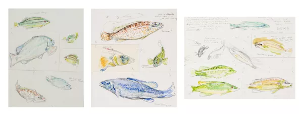 Théo Van Rysselberghe — Etudes de poissons