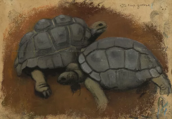 Simon Bussy — Tortues