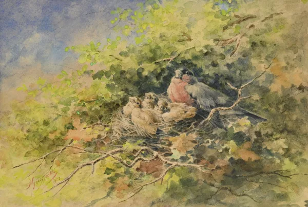 Hector Giacomelli — Nid de bouvreuils