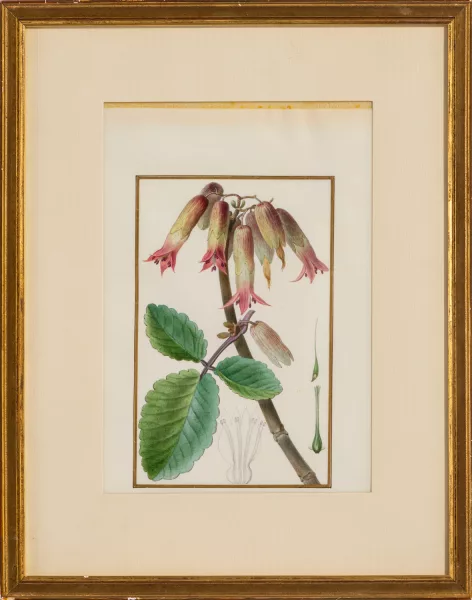 Pancrace Bessa — Etudes de fleurs exotiques
