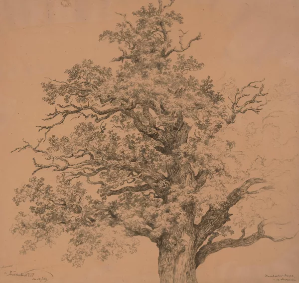 Josef Kriehuber — La cime d'un chêne noueux