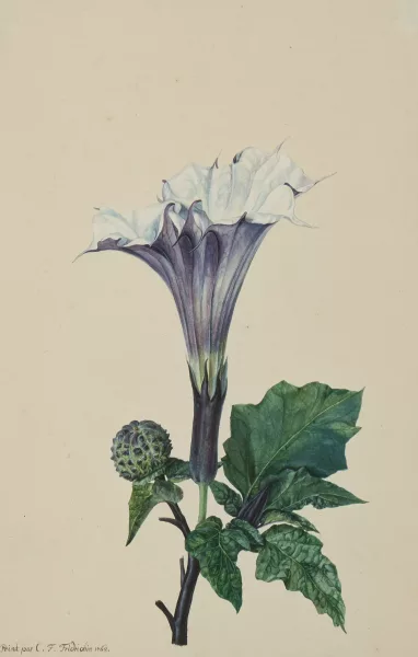 Caroline Friederike Friedrich — Teufelstrompete