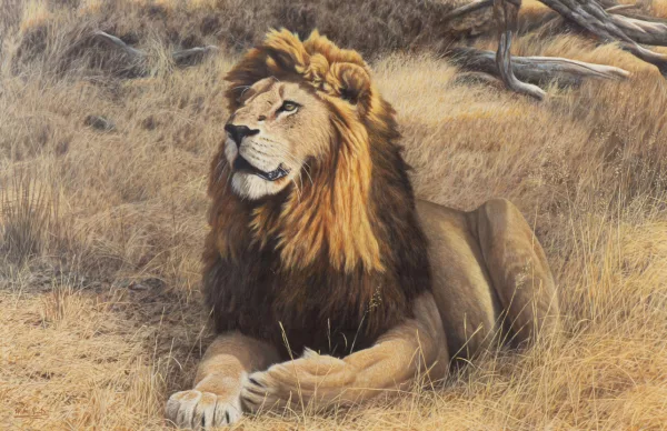 Alastair Proud — Alastair PROUD (1954), 'Kruger Lion', huile