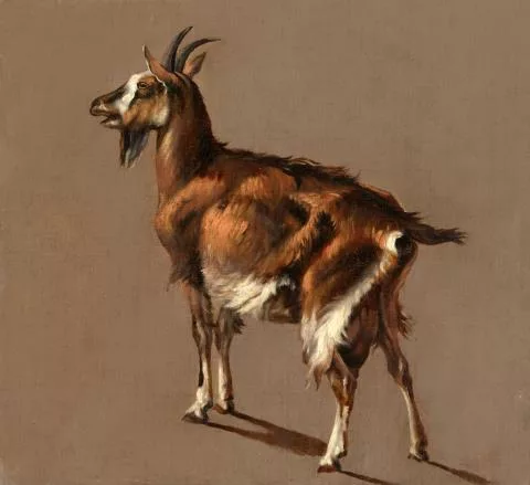 Jakob Philipp Hackert — Studio di una capra