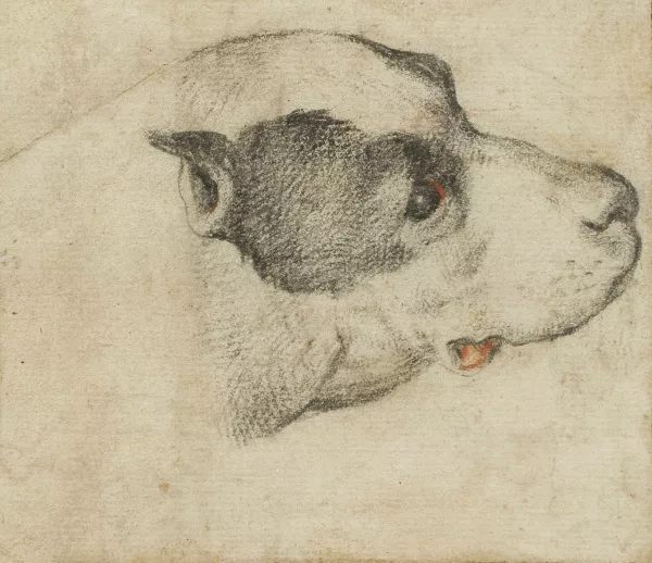 Giovanni Battista Vanni — Tête de chien