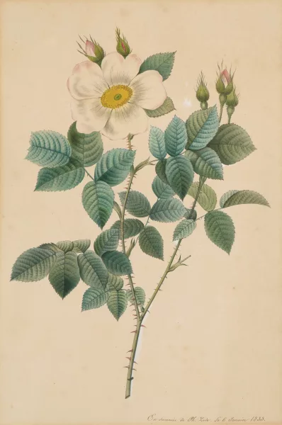 Pierre-Joseph Redouté — Attribué à Redouté, Pierre-Joseph — Zugeschrieben Rosa geminata