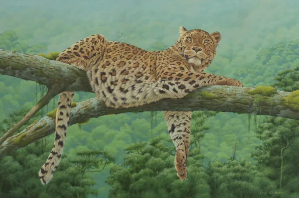 Eric Wilson — Léopard dans un arbre dans la forêt Kiabab