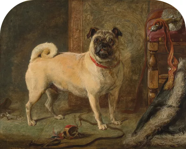 Gourlay Steel — A Pug Dog in an Interior