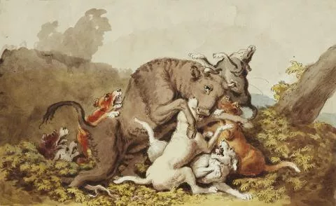 Johann Heinrich Wilhelm Tischbein — Jagdhunde greifen einen Bullen an