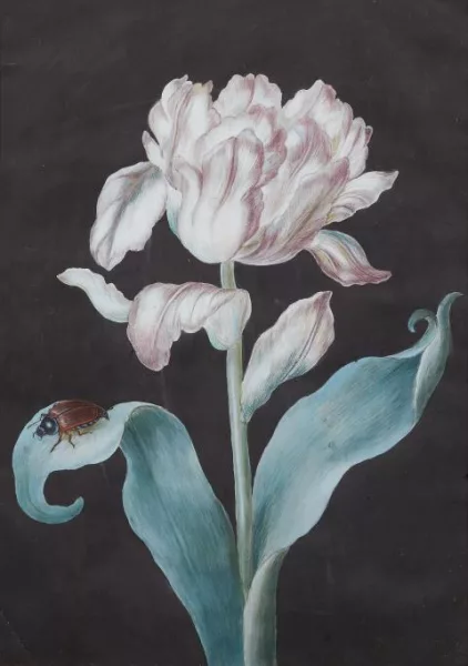 Magdalena Fürst — Rosafarbene Tulpe mit einem Maikäfer vor dunklem Grund