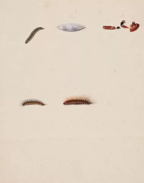 August Johann Rösel von Rosenhof — Entwicklungsstadien der Raupe