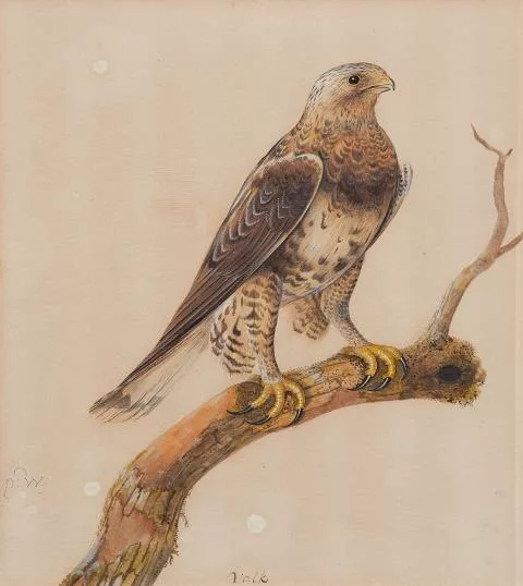 Pieter Withoos — Singvogel auf einem Zweig Falke auf einem Zweig