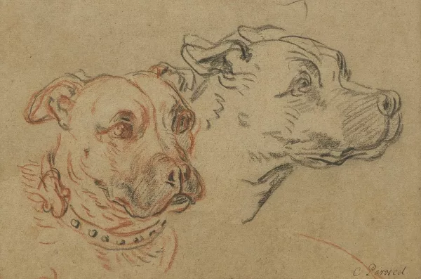 Charles Parrocel — Deux têtes de chiens