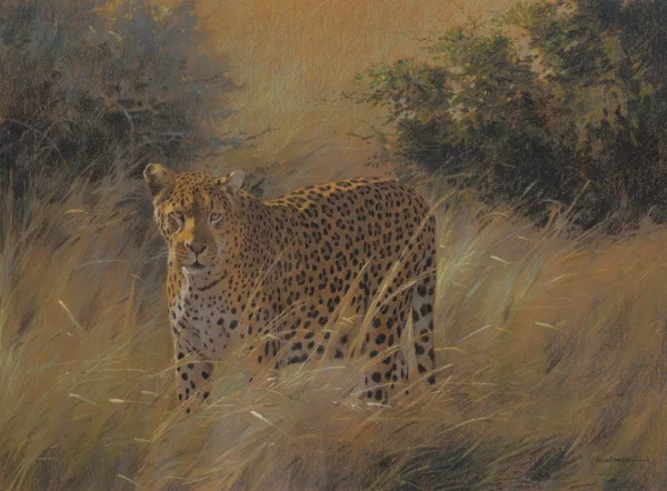 Kim Donaldson — Kim DONALDSON (1952), 'Léopard'