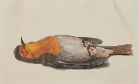 Rochus van Veen — Vier erlegte Singvogel
