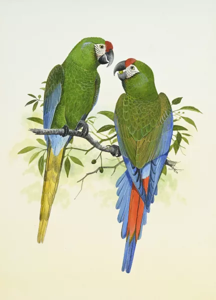 Peter Hayman — Couple d'Aras de Buffon