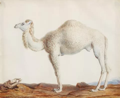 Nicolas Maréchal — Camelus Dromedarius - Das Dromedar