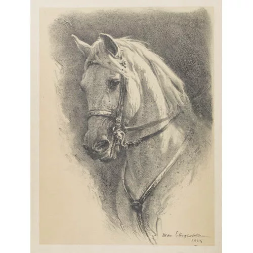 IWAN EDWIN HUGENTOBLER — Pferd im Geschirr.
