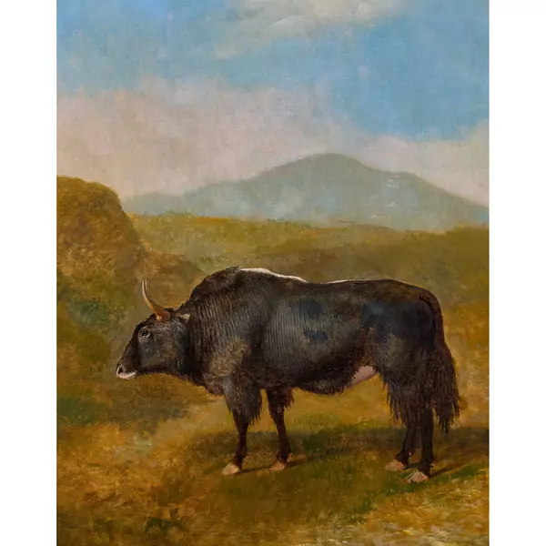 "Buffle dans un paysage montagneux"