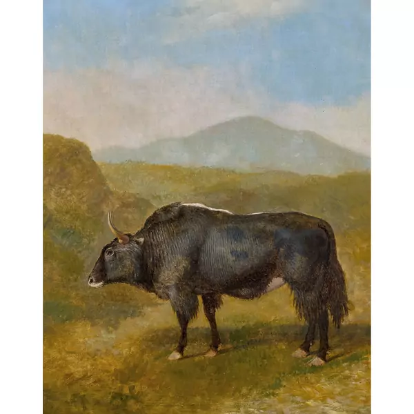 "Buffle dans un paysage montagneux"