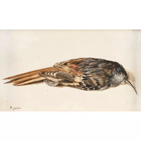 Vogelstudie